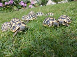Hermann's tortoises T.h.b, 2yrs old.