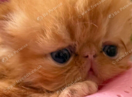 Registered Pedigree persian kittens
