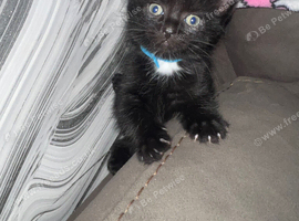 Kittens