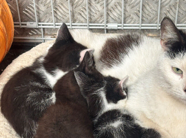 Black and white kittens
