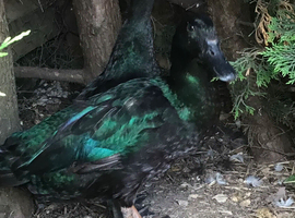STUNNING BONDED PAIR OF CAYUGA DUCKS