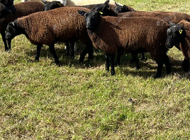 Dutch spotted x Texel ewe lambs for sale