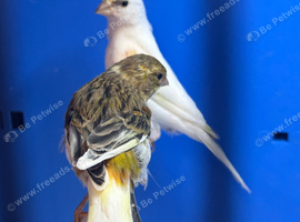 Canary&rsquo;s 2026 bred