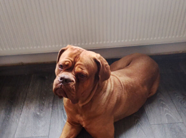 Look for stud for my female dogue du bordeaux