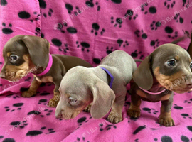 miniature dachshunds puppies for sale