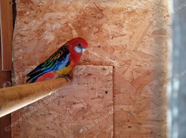 Rosella's for sale