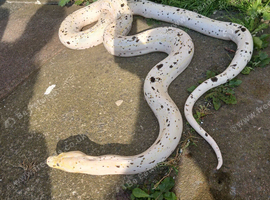 Reticulated python cow
