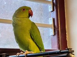 Stunning young Indian ringnick parrot