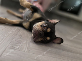 Frenchies for sale