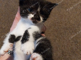 Kittens
