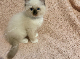 5 beautiful ragdoll kittens