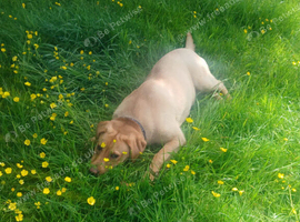 Lovely chunky labrador girl