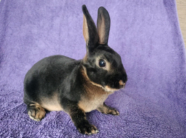 Baby mini rex for sale