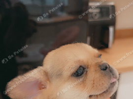French bulldog x pug
