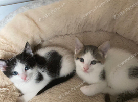 Kittens 7 weeks old