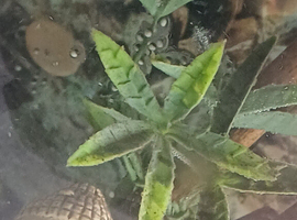 Axolotl Eggs