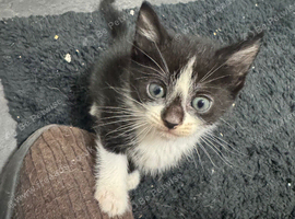 8 week old mixed tabby/domestic kittens