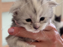 Maine Coon kittens from Grand Champion GCCF parents for sale