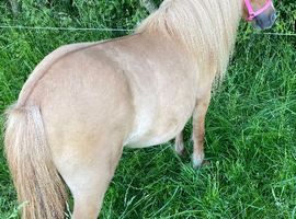 Stunning Red Dun Shetland Mare