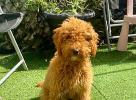 EXCEPTIONAL F2 COCKAPOO GIRL PUP