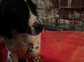 Cocker spaniel puppies READY NOW LAST BOY!!