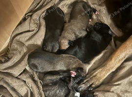 8 Belgian malinois cross whippet puppies for sale