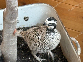 Male Snowflake Bobwhite Quails