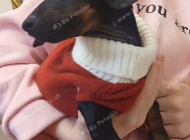 20 week old female mini dachshound