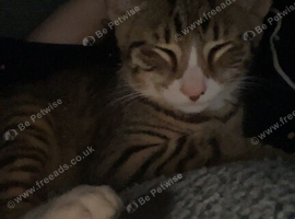 2 beautiful kittens