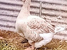 Buff Dewlap Toulouse Gander