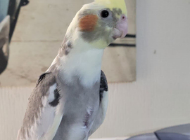 Cockatiel chicks