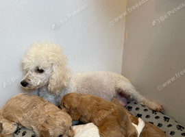 Beautiful F1 Cavapoos