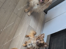 2 full brothers