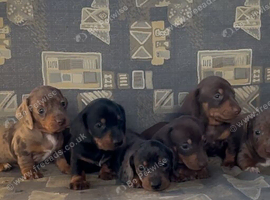 Ready to leave Sunday dachshund puppies