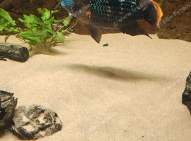Green terror cichlid male