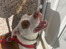 Male dogs for sale