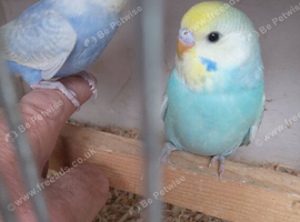 Baby rainbow budgies