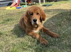 Tibetan mastiff puppy