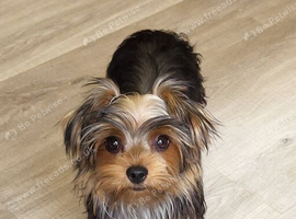Yorkshire Terrier puppies available from Licensed Breeder.