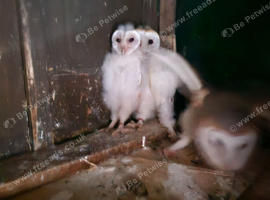 Baby barn owls