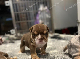 Beautiful chunky bulldogs puppies