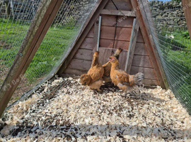 Chicks/ growers different breeds