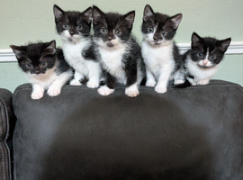 Beautiful litter of kittens ready this weekend