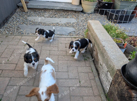 Tri and blenheim pups