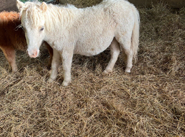 Palomino Shetland filly foal