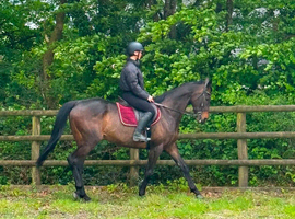 Thoroughbred mare 8 years old