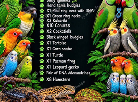 Various parrots and reptiles