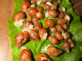 GAL&rsquo;S FOR SALE (ACHATINA FULICA)