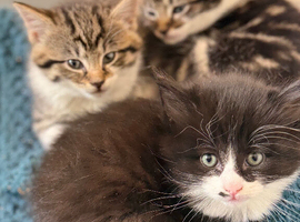3 adorable kittens one boy, two girls