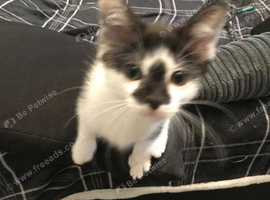 12 week female kitten black and white
